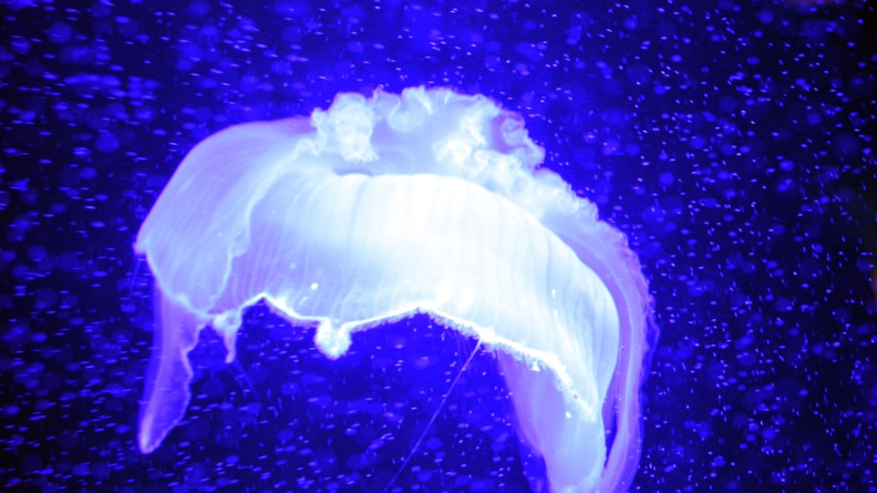 jellyfish1.JPG