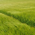 wheat1.JPG