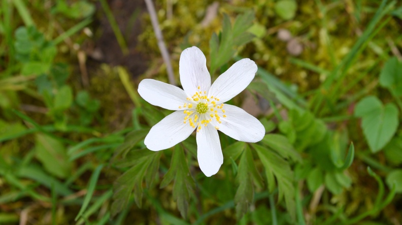 white-flower.JPG