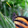 butterfly1