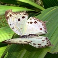 butterfly3.jpeg