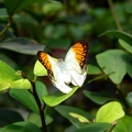 butterfly4.jpeg