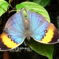 butterfly5.jpeg