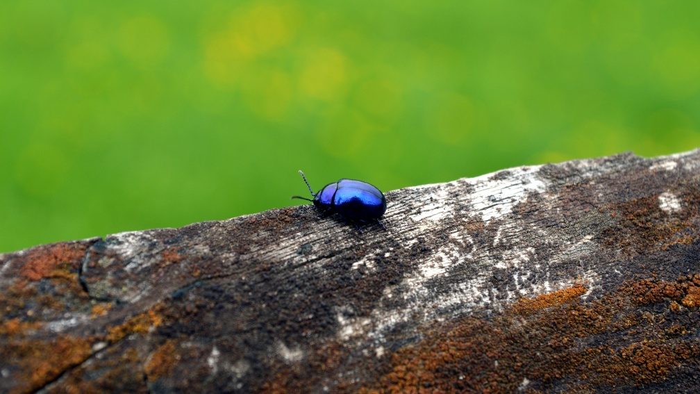 bluebug