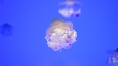 jellyfish2